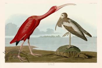 397 Scarlet Ibis